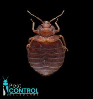 I Bed Bug Control Melbourne image 4